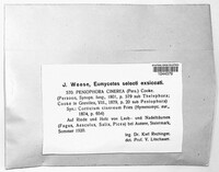 Peniophora cinerea image